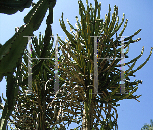 Picture of Euphorbia triangularis 