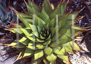 Picture of Aloe broomii 