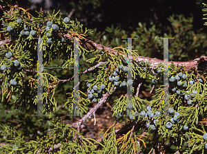 Picture of Juniperus occidentalis var. occidentalis 