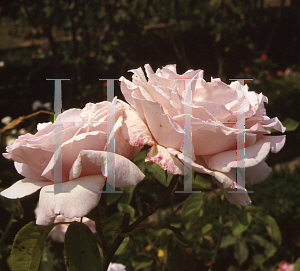 Picture of Rosa  'Frederic Mistral'