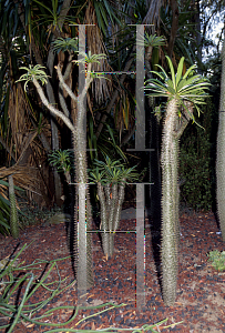 Picture of Pachypodium lamerei 