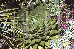 Picture of Aloe polyphylla 