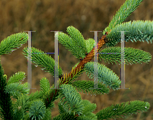 Picture of Picea breweriana 