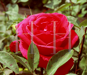 Picture of Rosa  'Patrician'