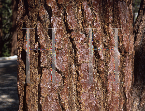 Picture of Pinus jeffreyi 