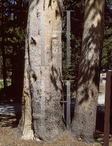 Picture of Pinus contorta ssp. murrayana 