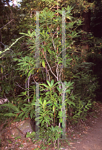 Picture of Rhododendron macrophyllum 