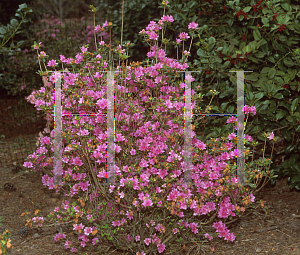 Picture of Rhododendron x obtusum 'Momo Zono'