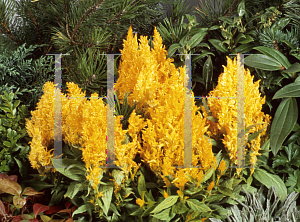 Picture of Celosia argentea (Plumosa Group) 'Fresh Look Yellow'