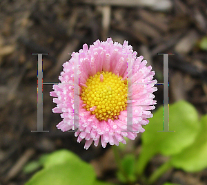 Picture of Bellis perennis 'Rominette Pink'