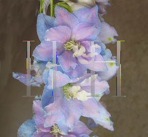 Picture of Delphinium x cultorum 'Magic Fountain Lavender'
