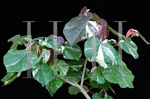 Picture of Hibiscus tiliaceus 'Tricolor'