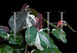 Picture of Hibiscus tiliaceus 'Tricolor'