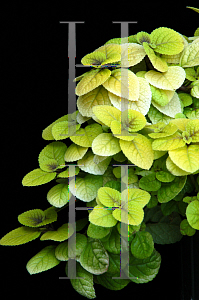 Picture of Plectranthus  'Old Gold'