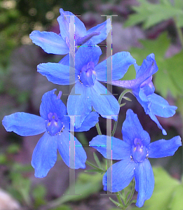 Picture of Delphinium grandiflorum 'Blue Mirror'