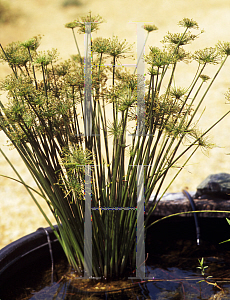 Picture of Cyperus haspan 