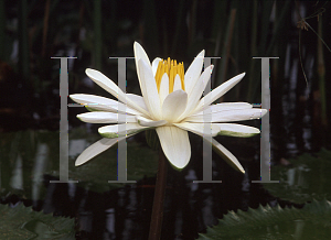 Picture of Nymphaea  'Missouri'