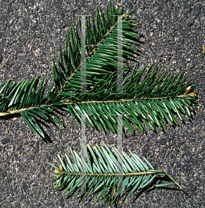 Picture of Abies alba 