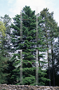 Picture of Abies holophylla 