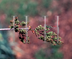 Picture of Acer platanoides x truncatum 'Keithsform (Norwegian Sunset)'