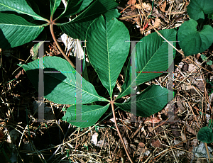 Picture of Aesculus flava x pavia 