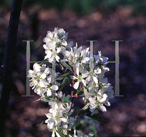 Picture of Amelanchier canadensis 'Prince William'