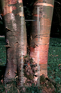 Picture of Betula albosinensis var. septentrionalis 