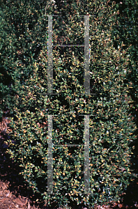 Picture of Buxus sempervirens 'Butterwort'