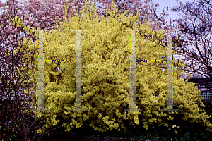 Picture of Forsythia x intermedia 'Spring Glory'