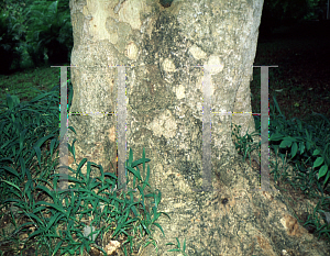Picture of Gmelina arborea 