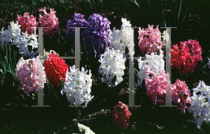 Picture of Hyacinthus orientalis 