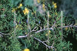 Picture of Juniperus scopulorum 