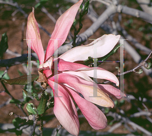 Picture of Magnolia x 'Pinkie'