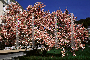 Picture of Magnolia x soulangiana 