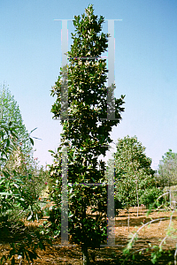 Picture of Magnolia grandiflora 'Hasse'