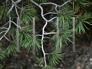 Picture of Pinus contorta ssp. latifolia 
