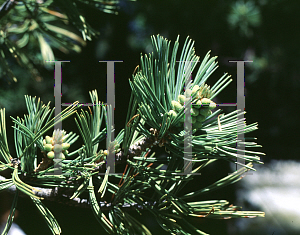 Picture of Pinus flexilis 