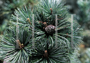 Picture of Pinus pumila 