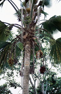 Picture of Pritchardia pacifica 
