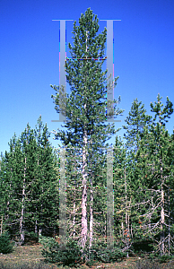 Picture of Pinus flexilis 