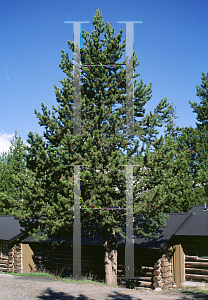 Picture of Pinus contorta ssp. latifolia 