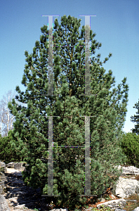 Picture of Pinus cembra 