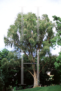 Picture of Populus simonii 