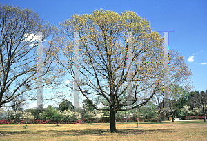 Picture of Quercus falcata var. pagodifolia 