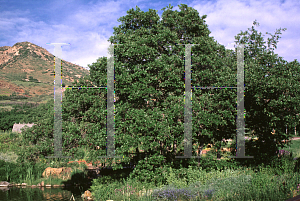 Picture of Quercus gambelii 