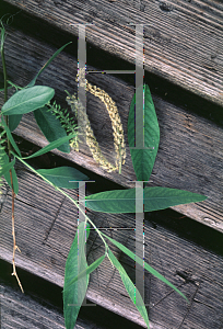 Picture of Salix amygdaloides 