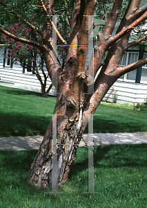 Picture of Sorbus alnifolia 
