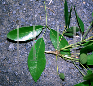 Picture of Tabebuia heterophylla 