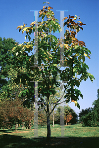 Picture of Magnolia hypoleuca 