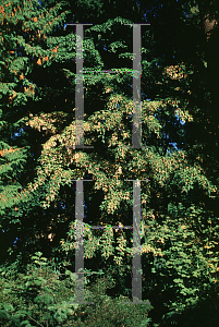 Picture of Acer davidii ssp. grosseri 